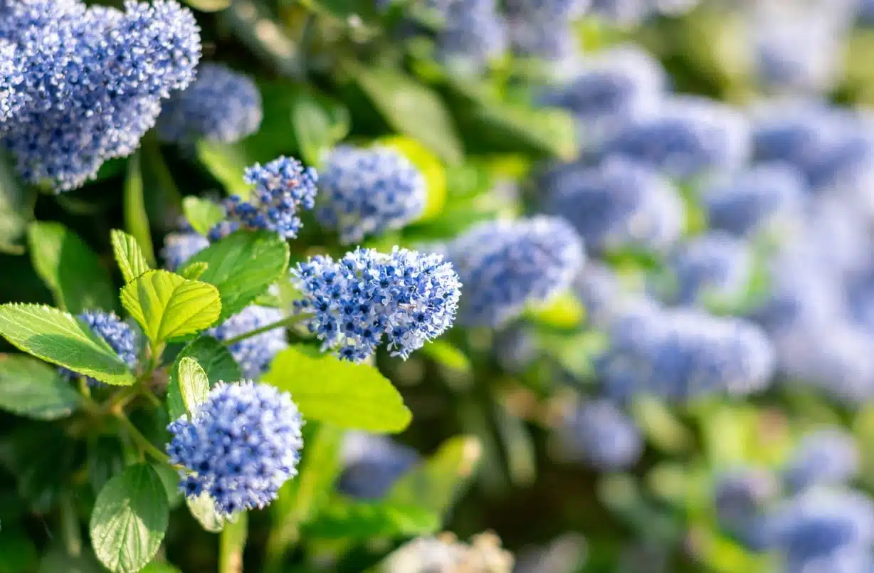 Arbustes a fleurs bleues : découvrez 10 variétés à floraison bleue tout au long de l'année