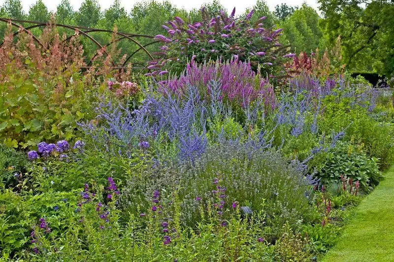 Arbustes a fleurs bleues : découvrez 10 variétés à floraison bleue tout au long de l'année