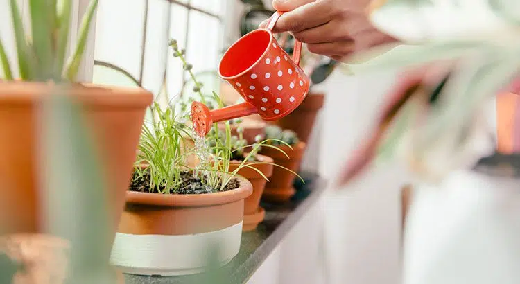 se débarrasser des petites mouches dans les plantes